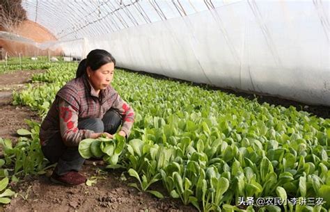 小白菜生長週期|小白菜的照顧